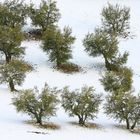 Prima neve su ulivi