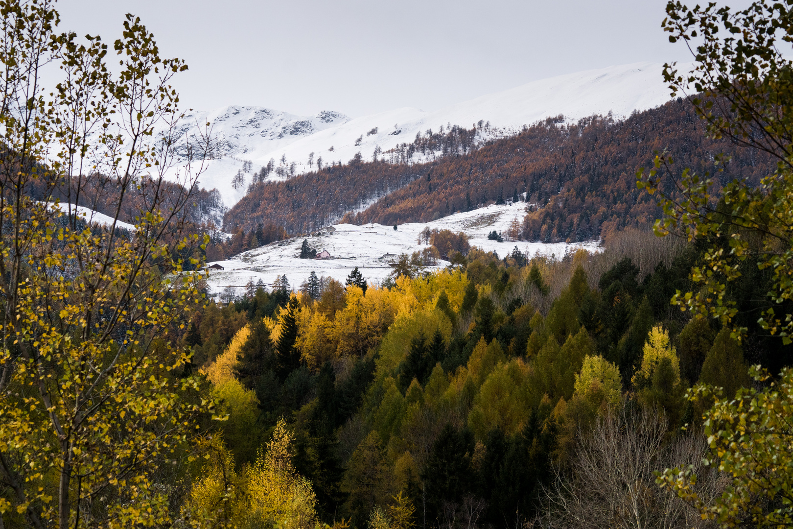 Prima neve sul foliage