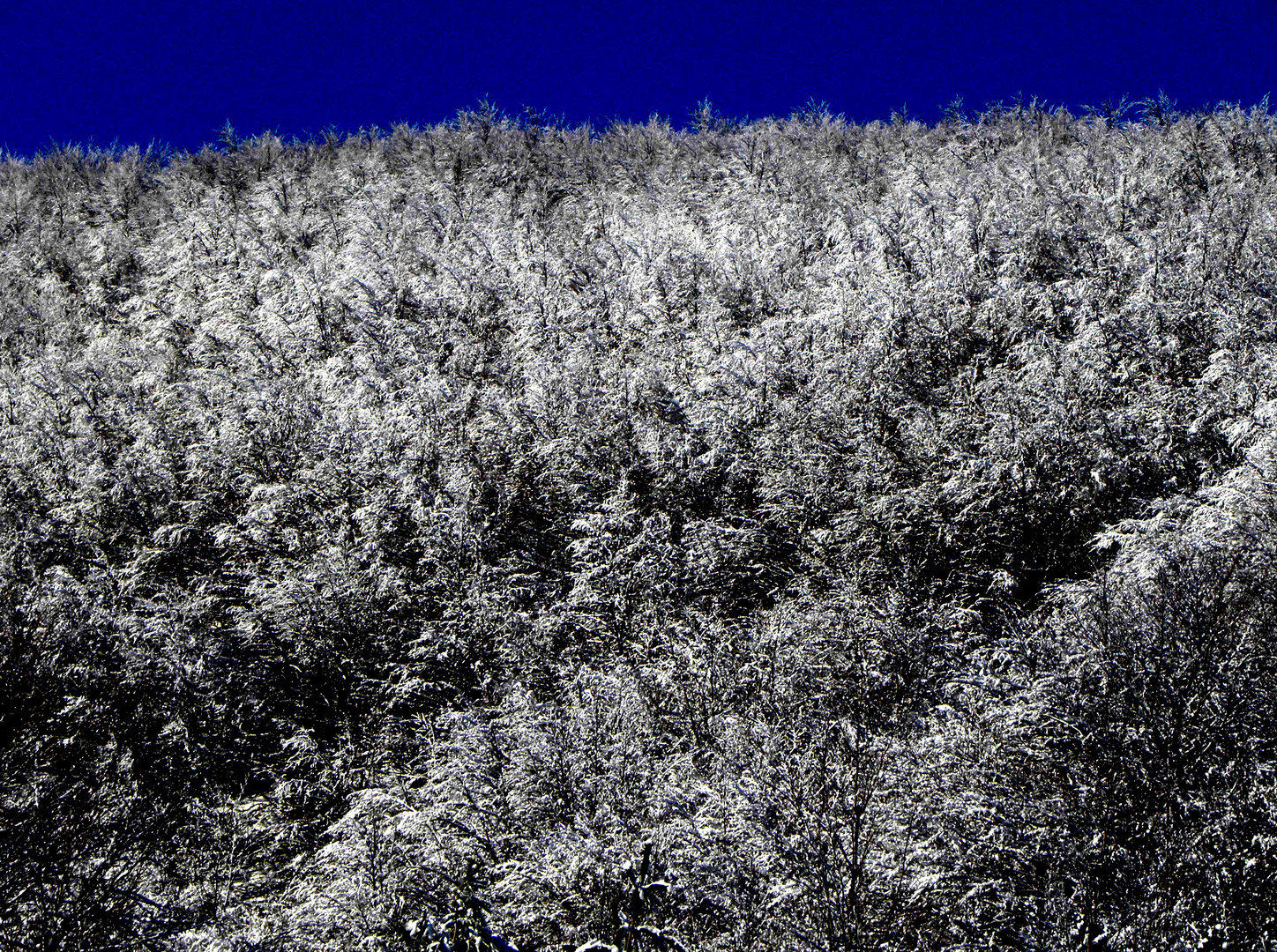 PRIMA NEVE SULLA FAGGETA