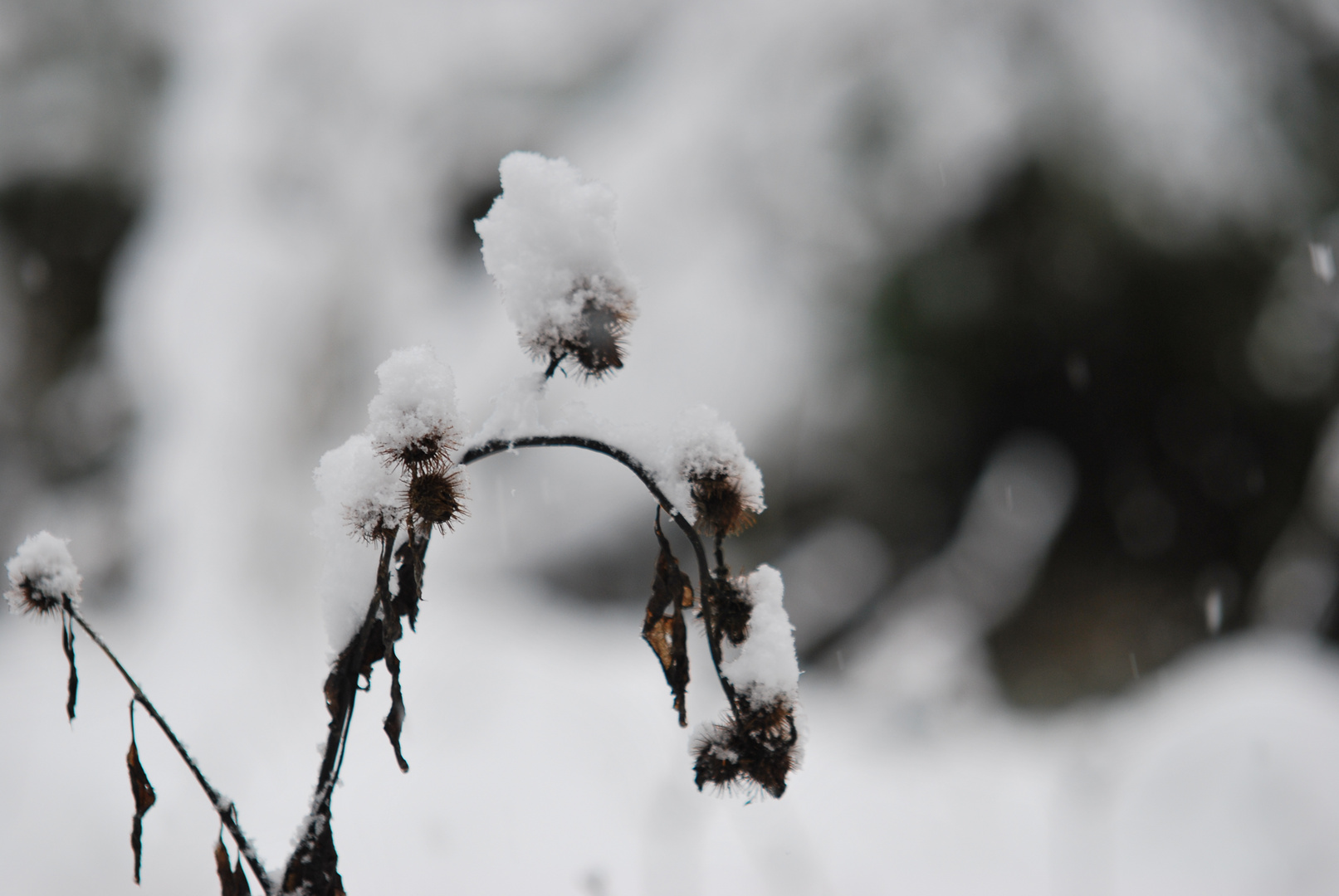 prima nevicata