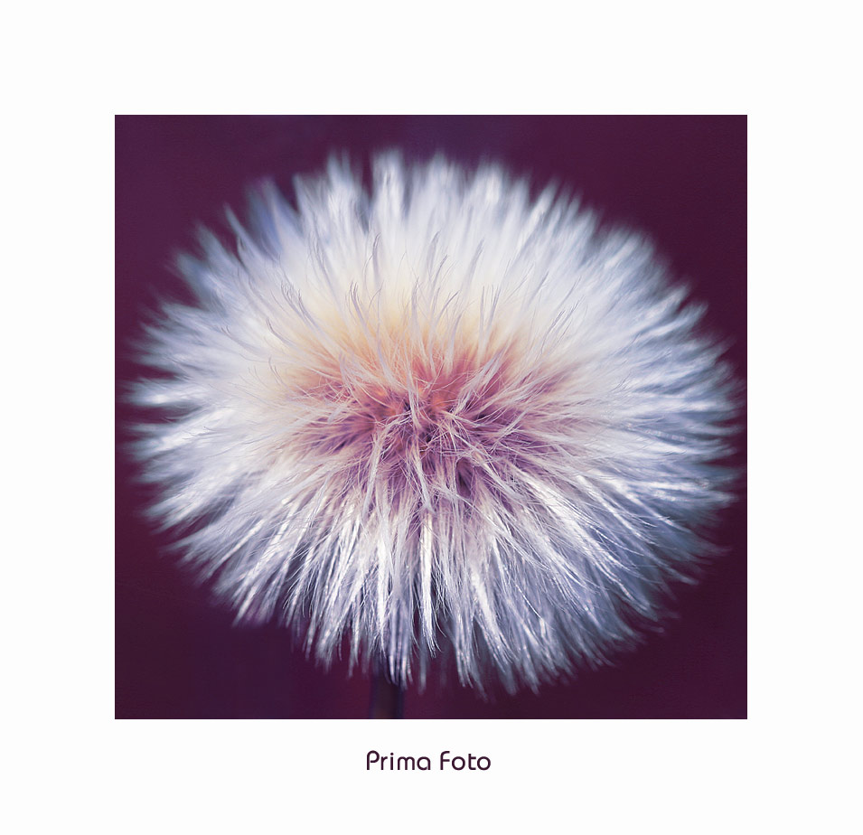 Prima Pusteblume