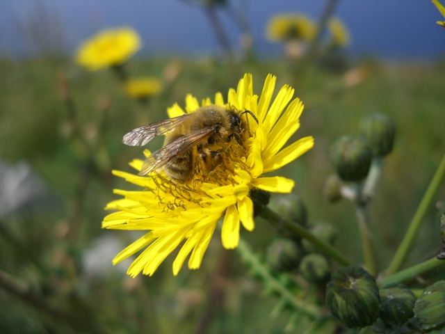 Prima-vera raccolta di nettare