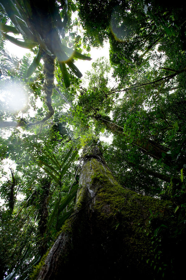 Primary rainforest at the volcano "Arenal" in Costa Rica.