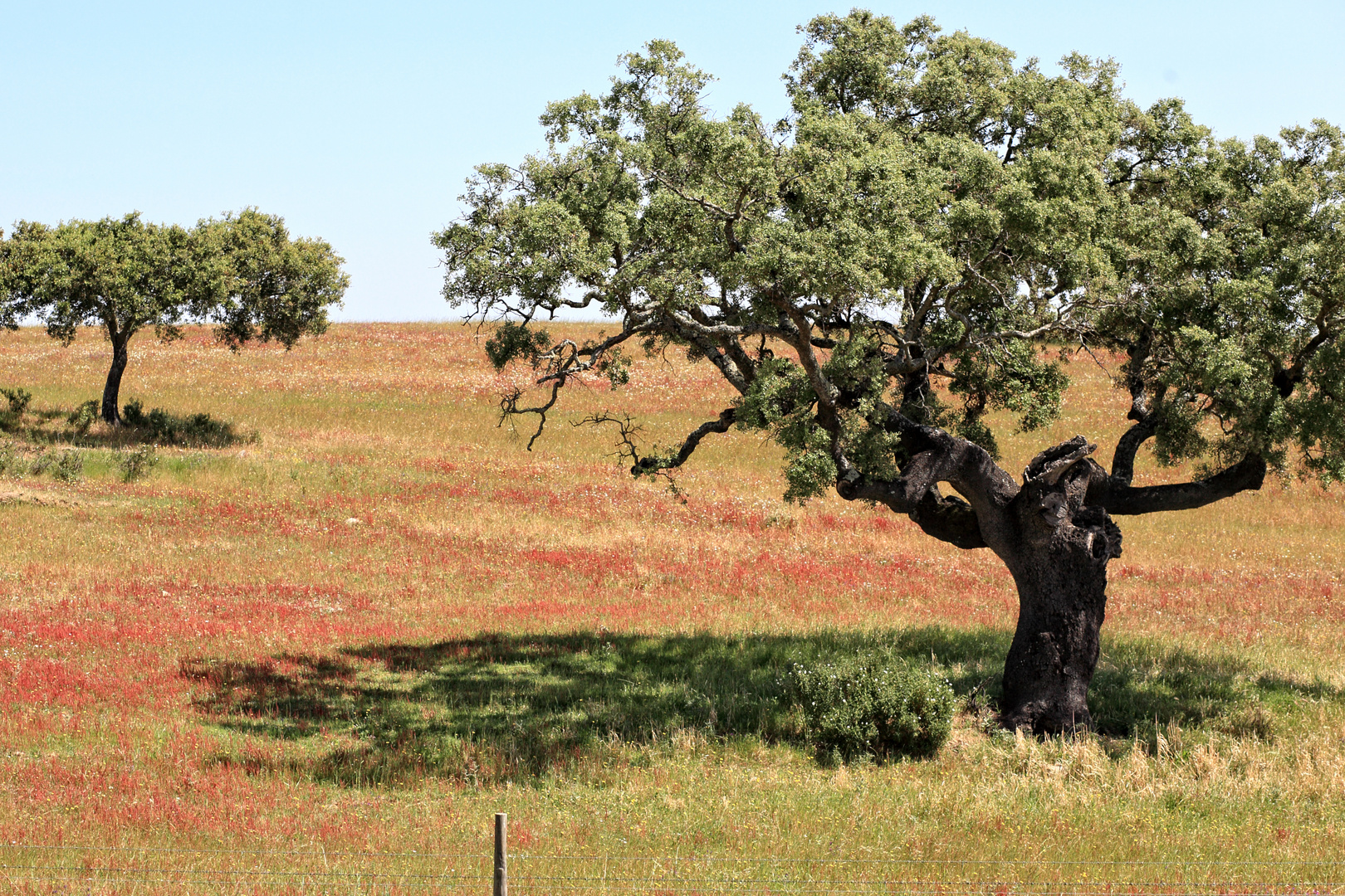 PRIMAVEIRA IM ALENTEJO 