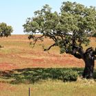 PRIMAVEIRA IM ALENTEJO 