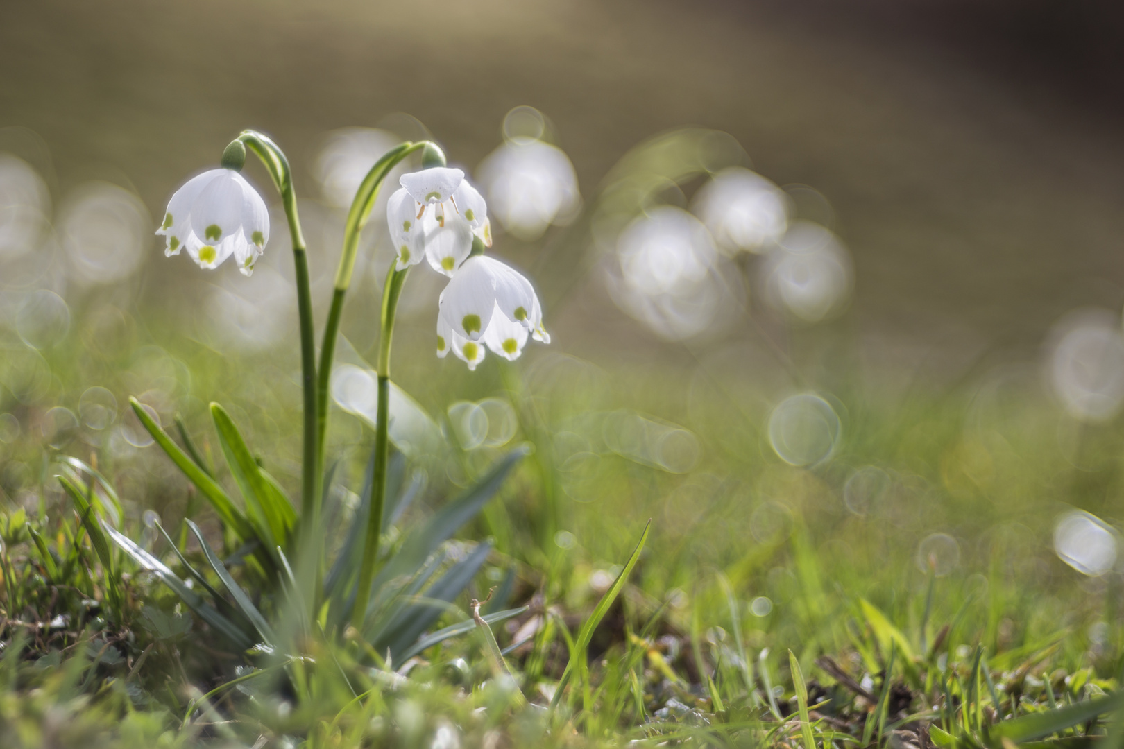 Primavera