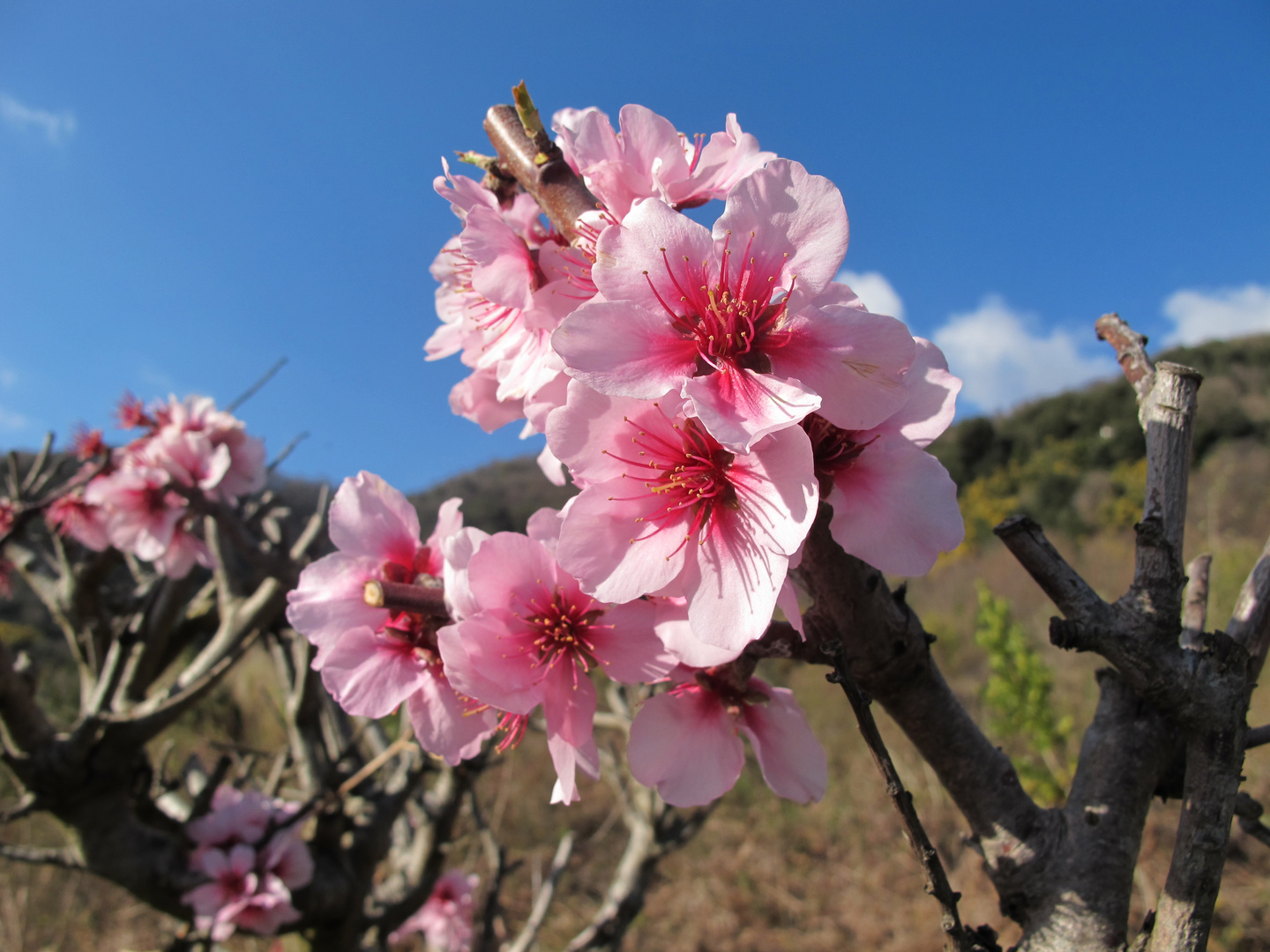 primavera