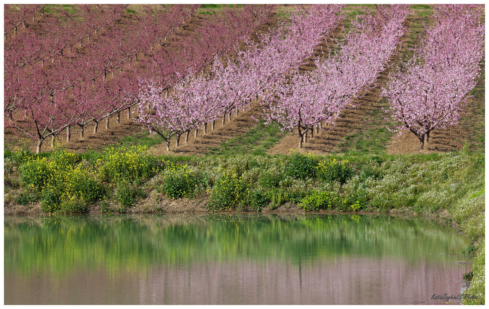 Primavera