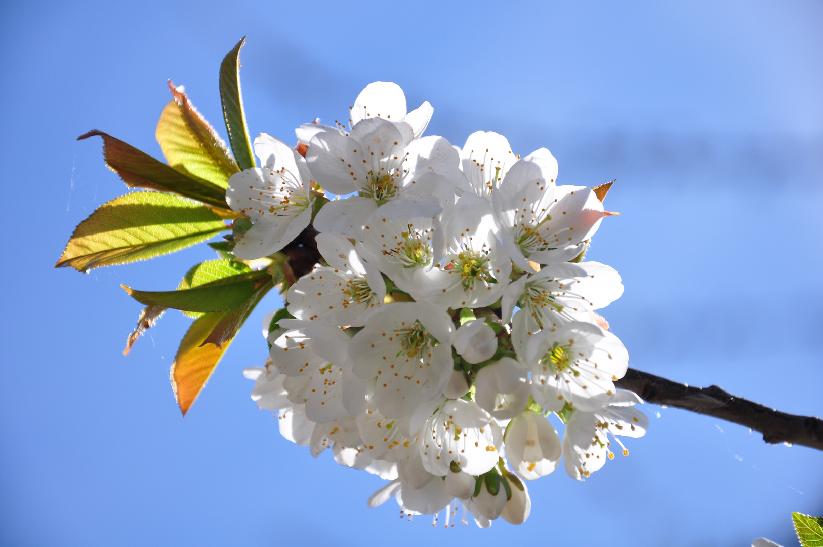 primavera 2014