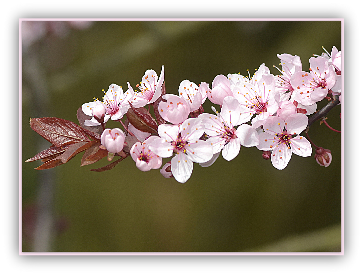 Primavera