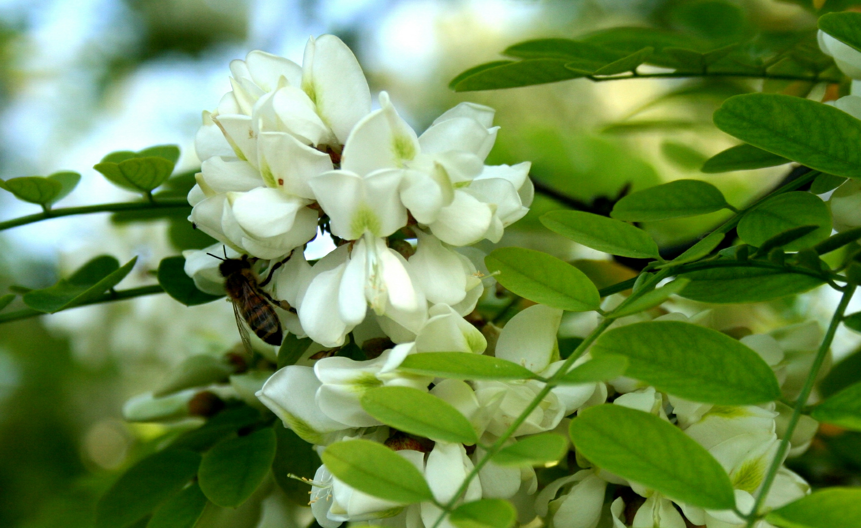 Primavera