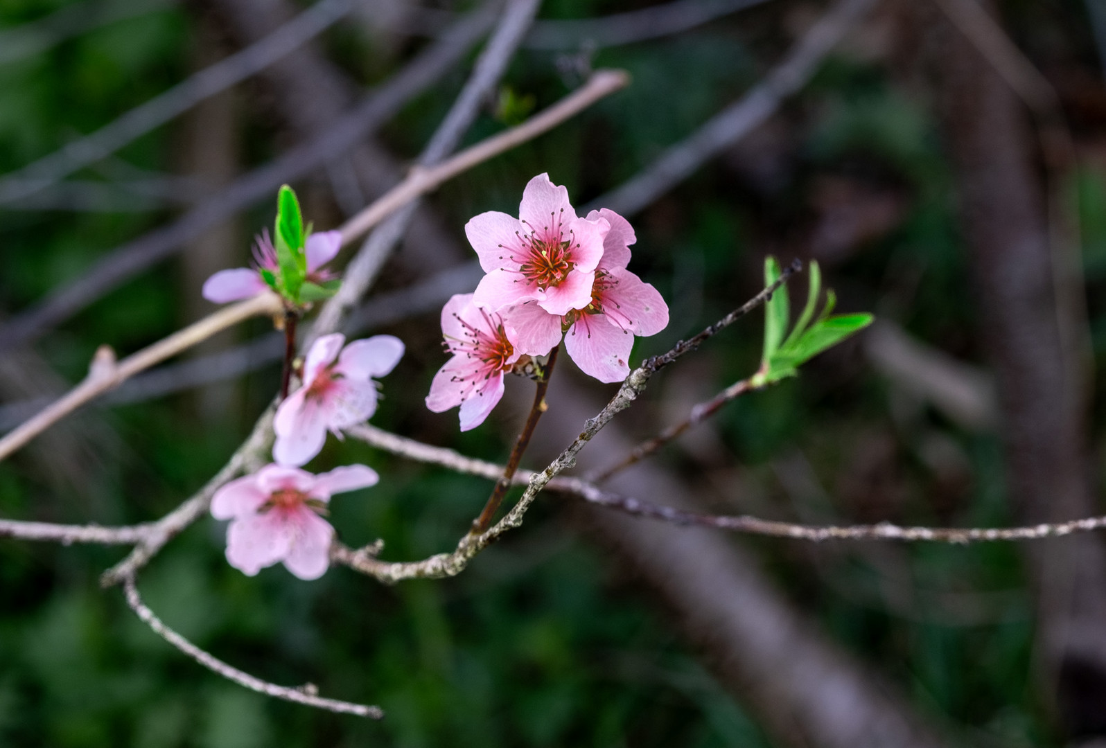 Primavera