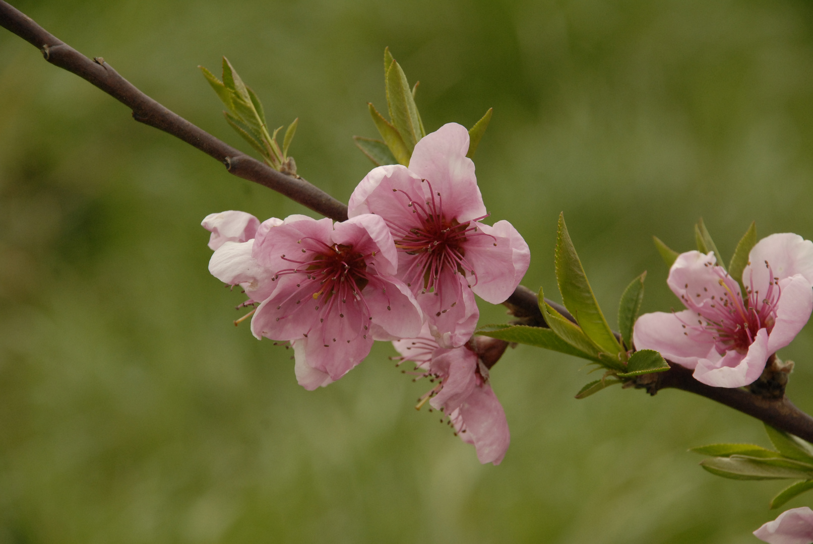 ...Primavera...