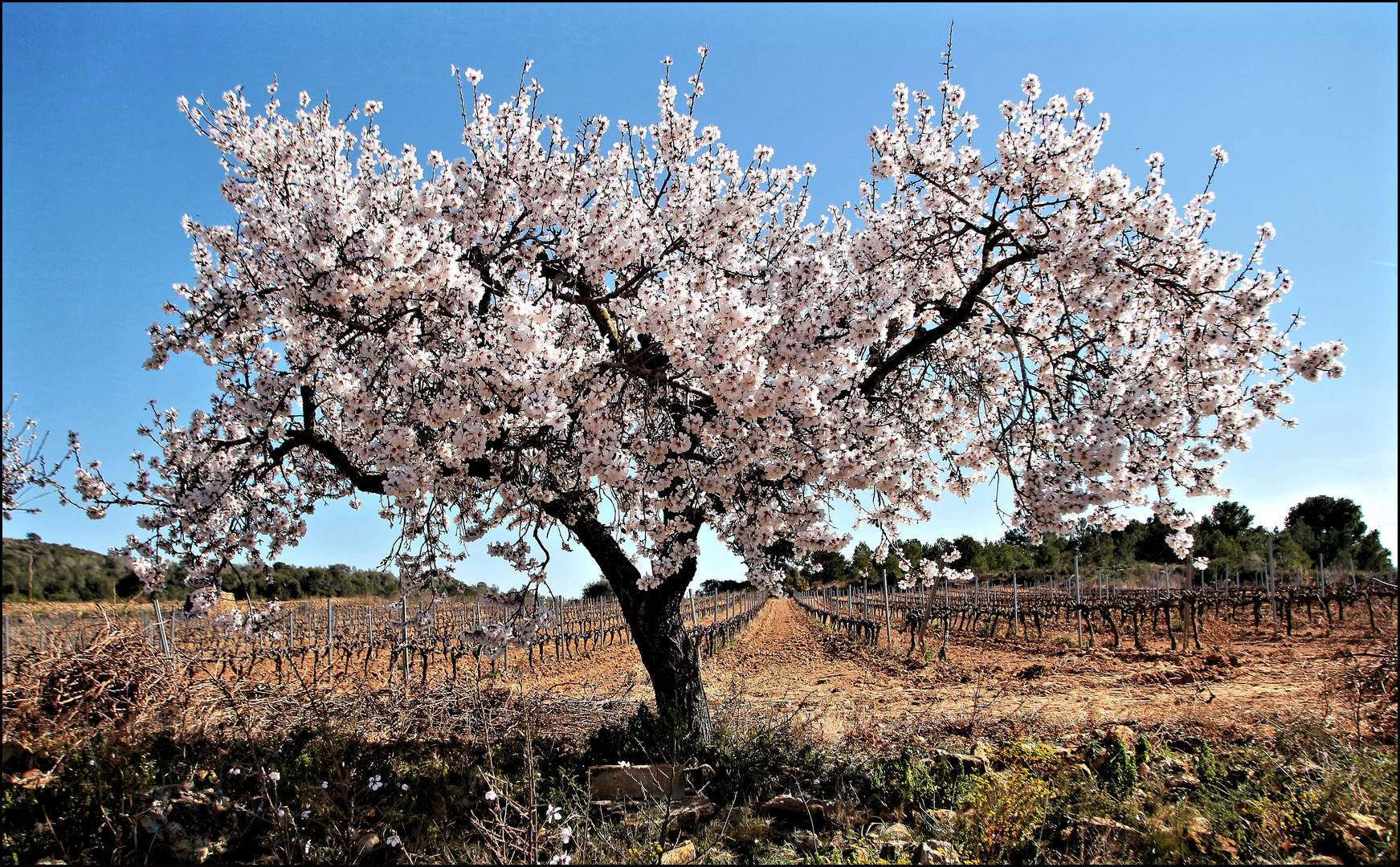 Primavera