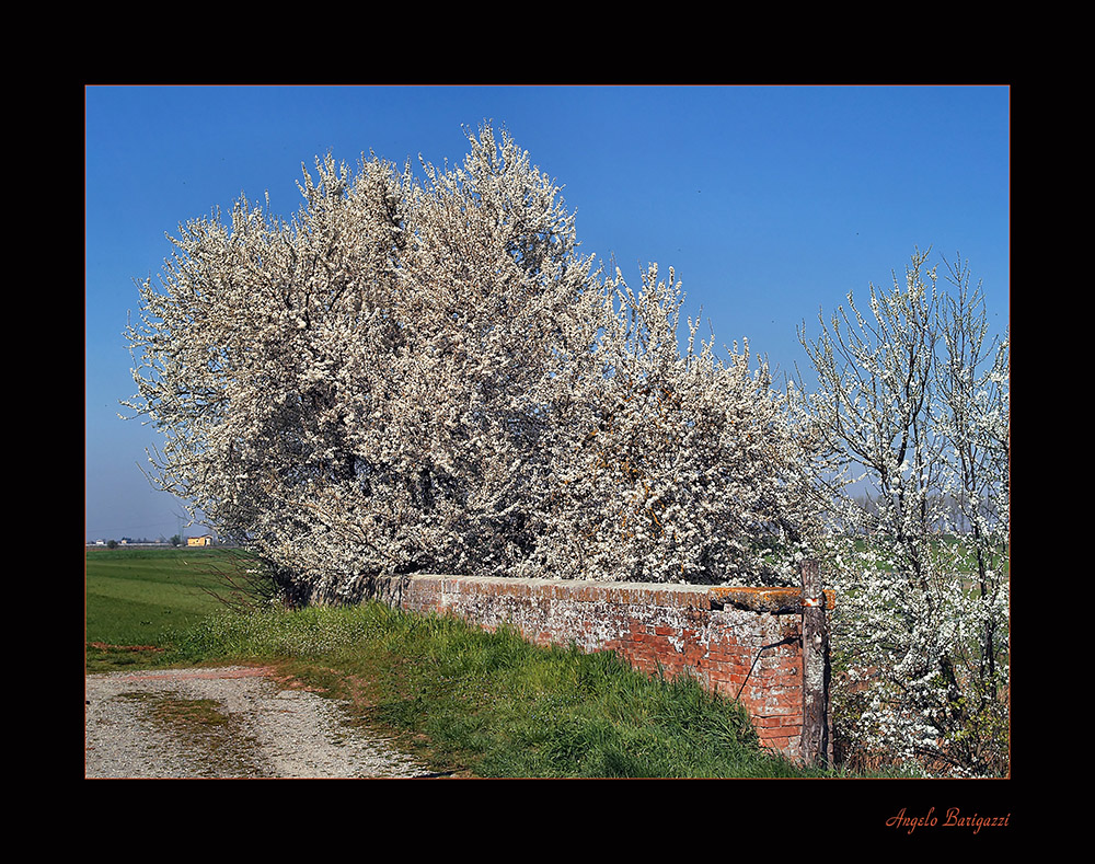 Primavera