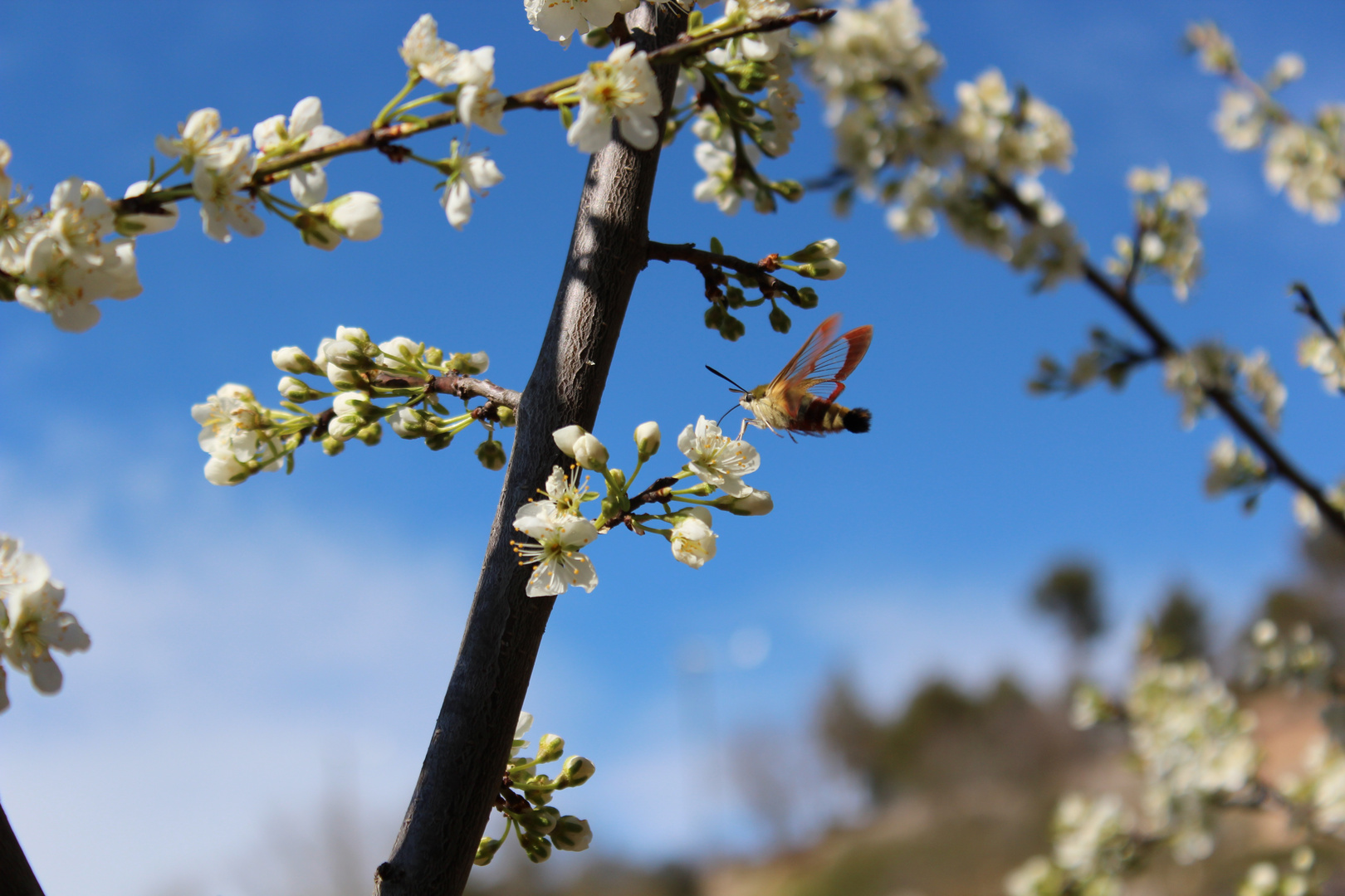 primavera