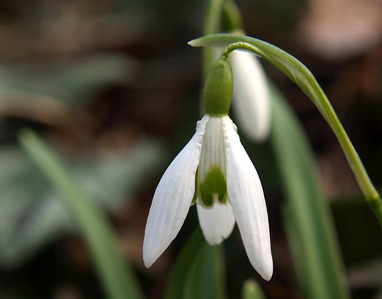 Primavera