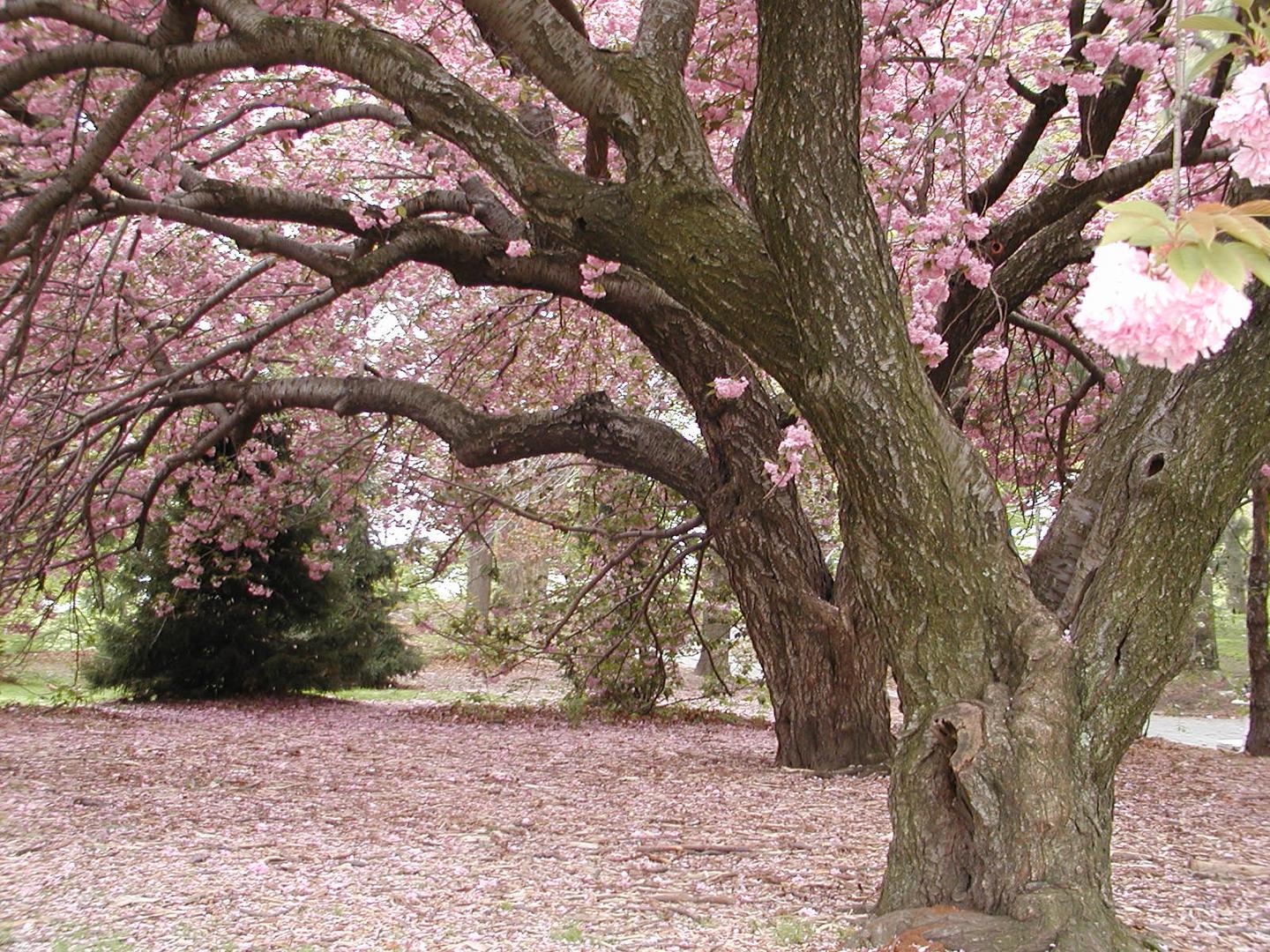 primavera