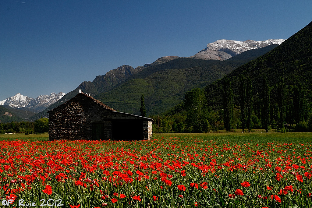 PRIMAVERA