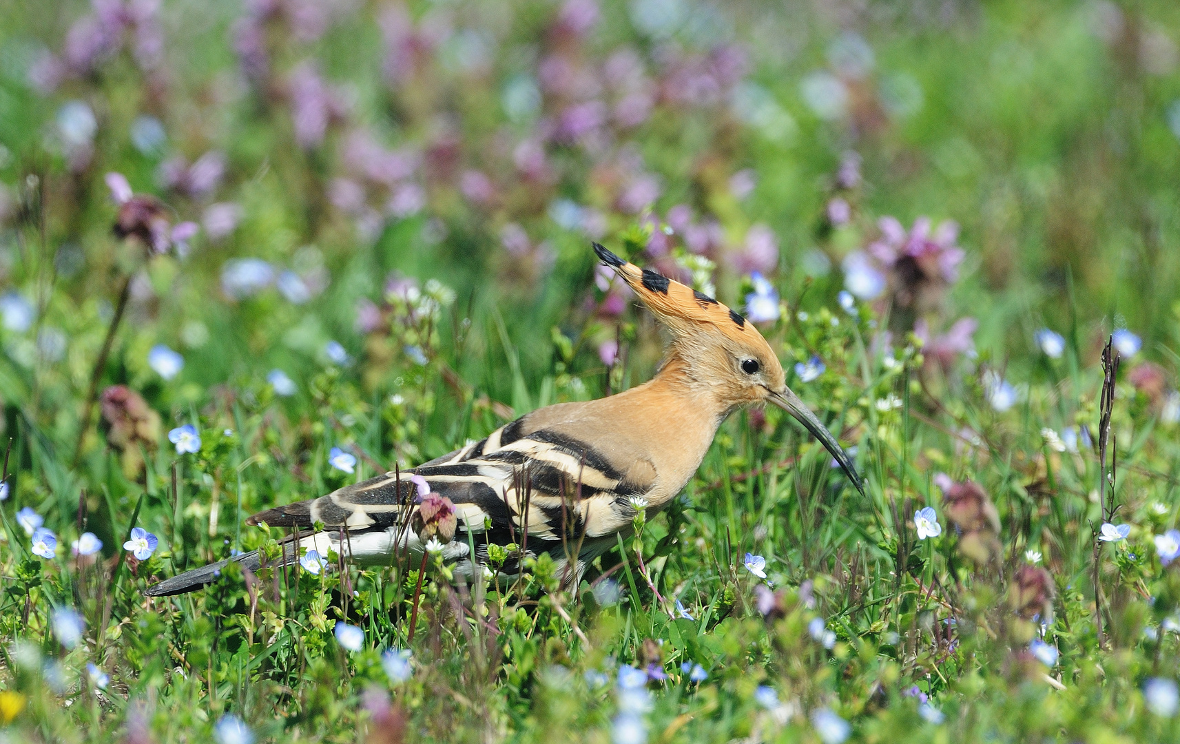 Primavera