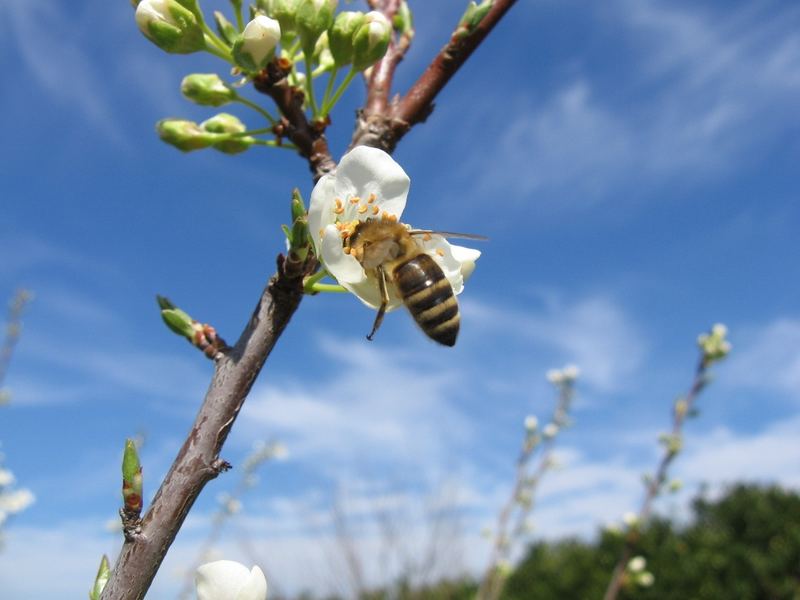 PRIMAVERA