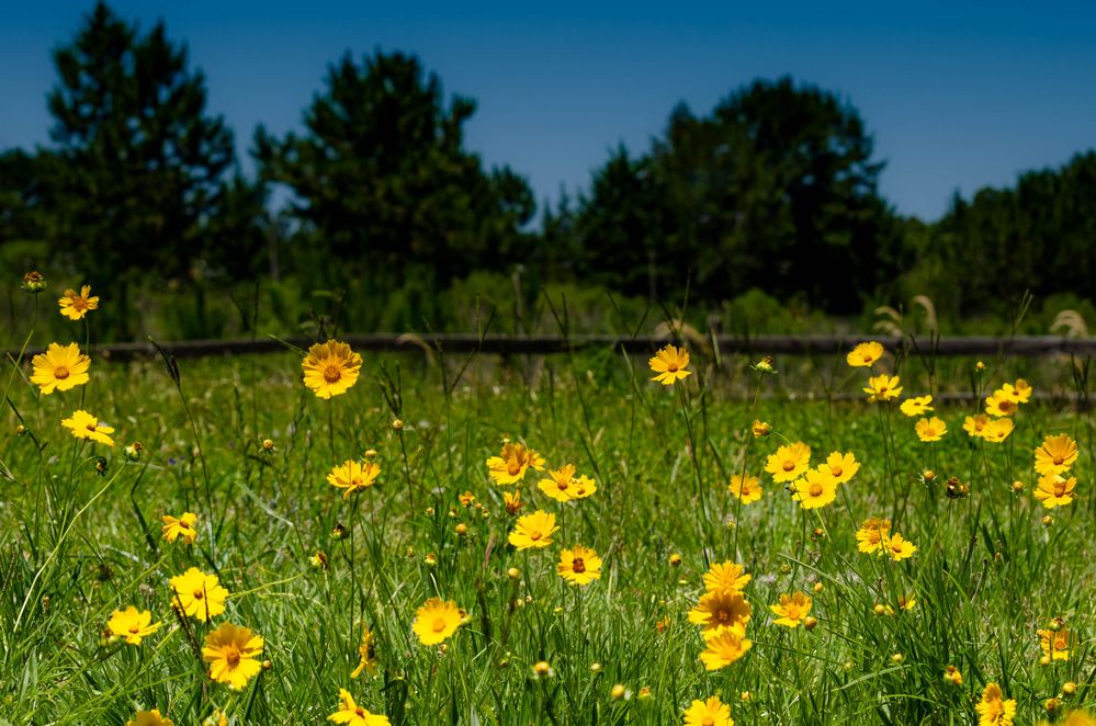 Primavera