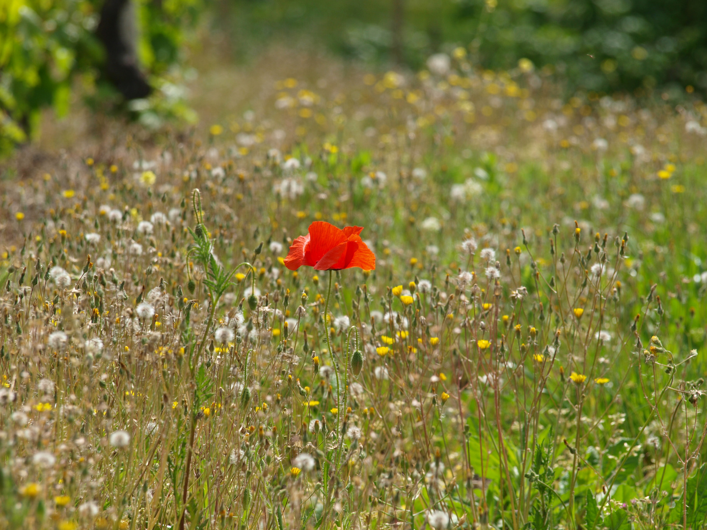 Primavera