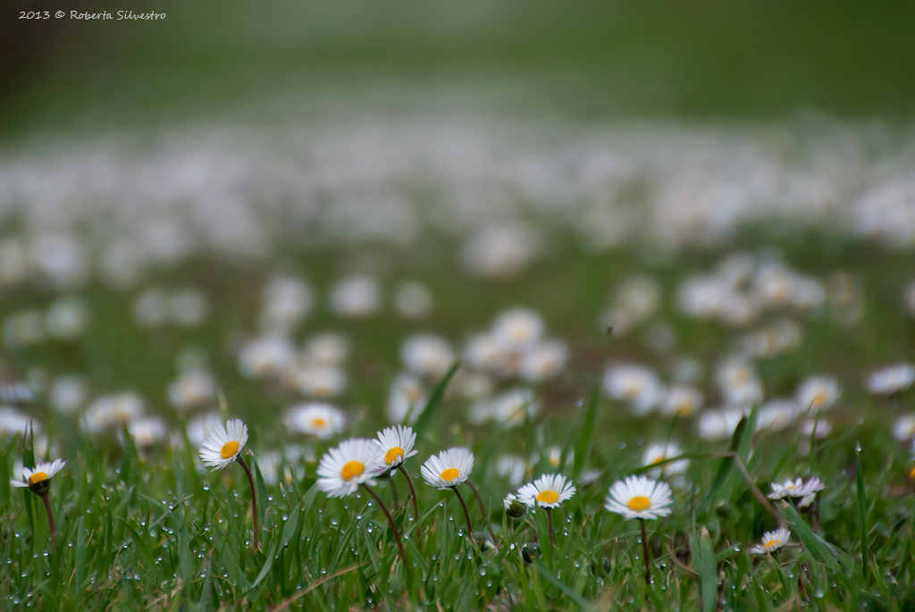 Primavera....