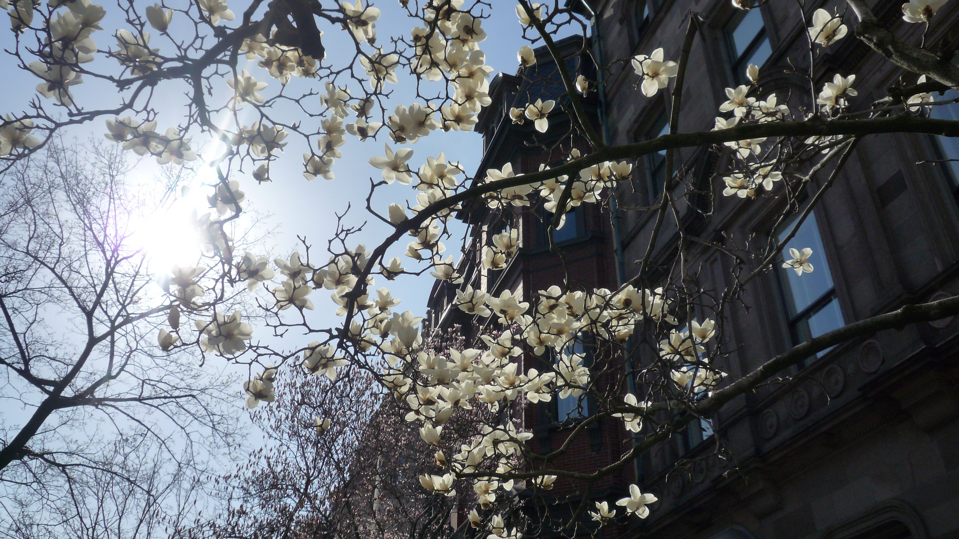 Primavera a Boston