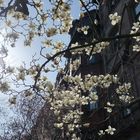 Primavera a Boston