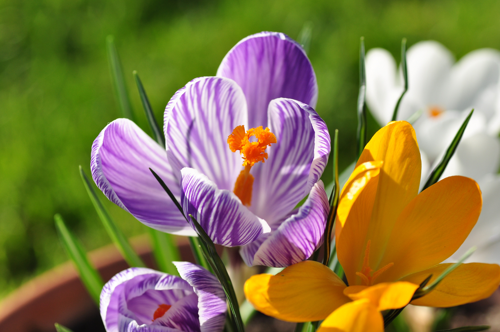 primavera a casa mia