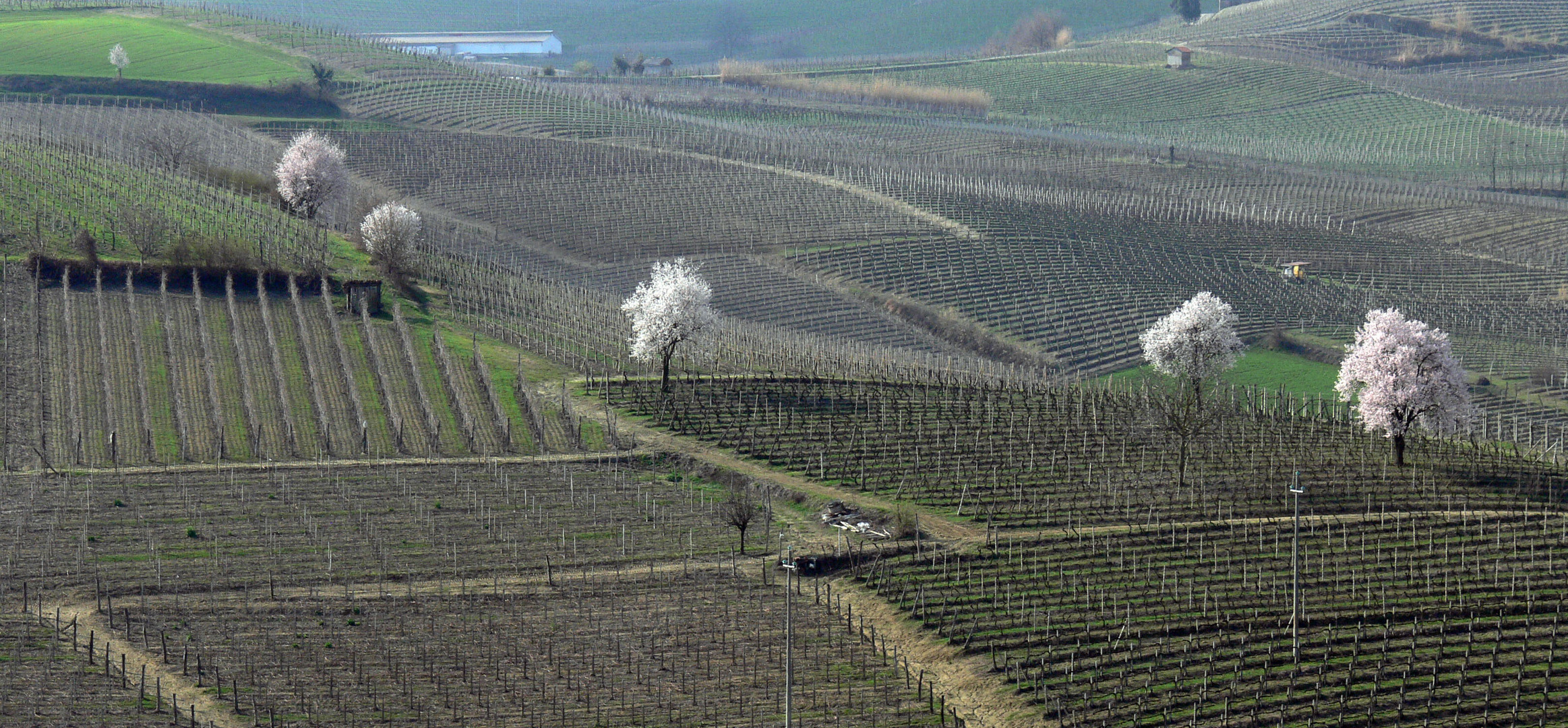 Primavera a Cassine