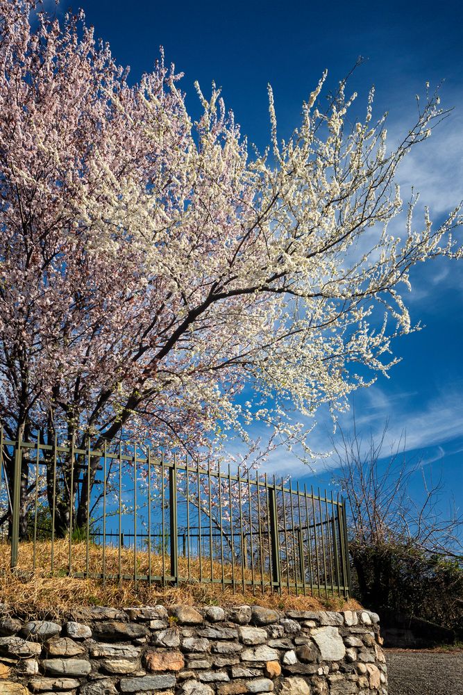 Primavera a Castello