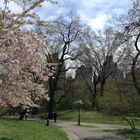 Primavera a Central Park