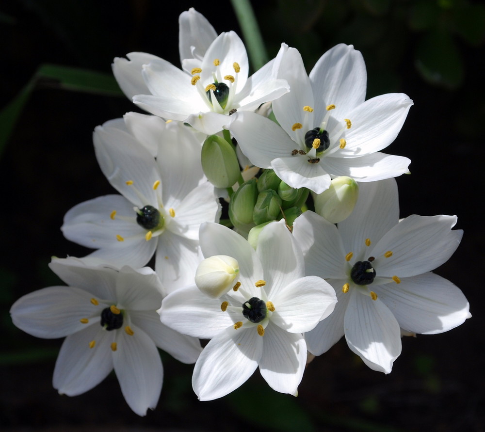 primavera a Creta - Früling in Kreta