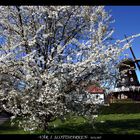 Primavera a Malmö