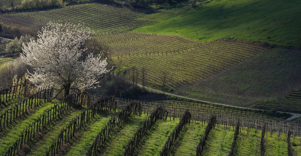 primavera a Quaranti 