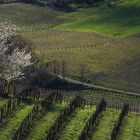 primavera a Quaranti 