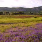 Primavera a Sambuca