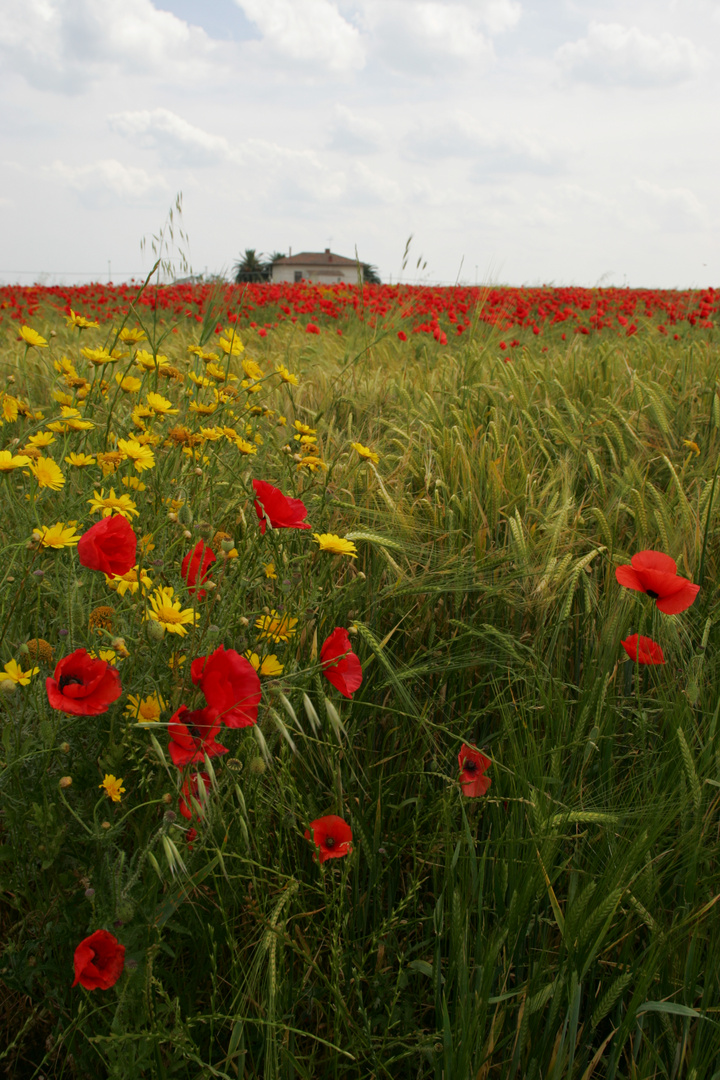 PRIMAVERA A SIPONTO