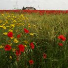 PRIMAVERA A SIPONTO