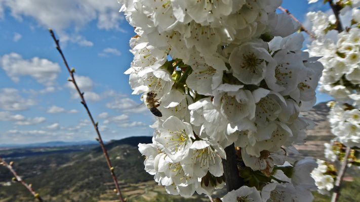 Primavera a todo gas