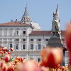 primavera a torino