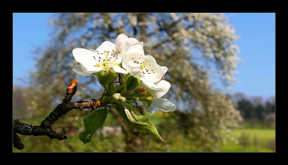 Primavera