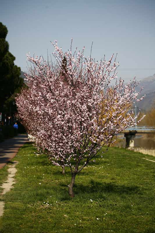 Primavera