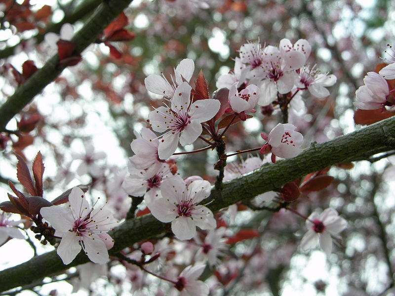 Primavera