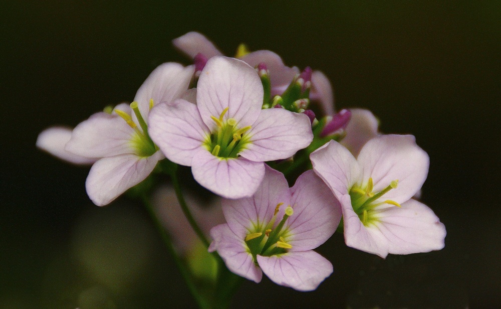 PRIMAVERA 