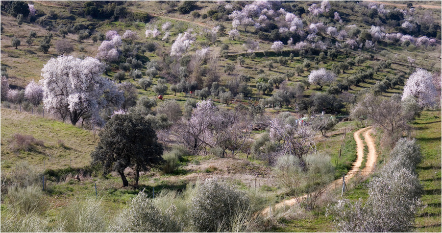 Primavera adelantada