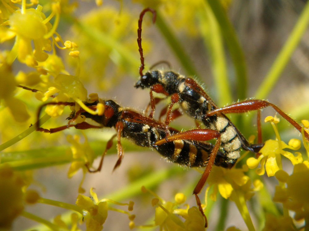 PRIMAVERA AGOTADORA