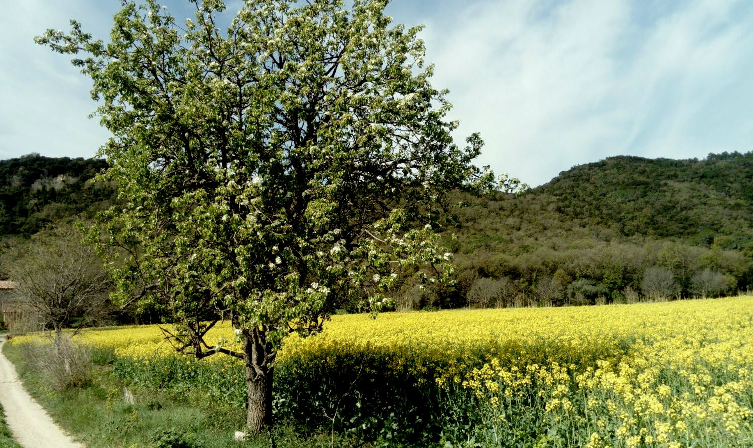 Primavera al pla del Pasteral